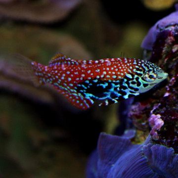 Macropharyngodon bipartitus*  femelle: 4-7 cm